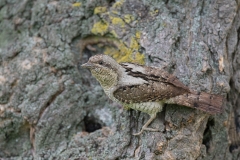 Draaihals; Eurasian Wryneck; Jynx torquilla