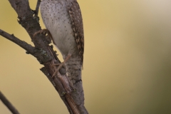 Draaihals; Jynx torquilla; Wryneck