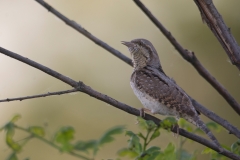 Draaihals; Jynx torquilla; Wryneck