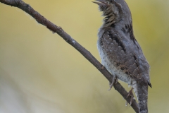 Draaihals; Jynx torquilla; Wryneck