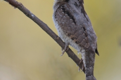 Draaihals; Jynx torquilla; Wryneck