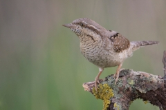 Draaihals; Jynx torquilla; Wryneck