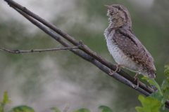 Draaihals; Jynx torquilla; Wryneck