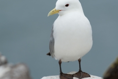 alone="yes"?>

