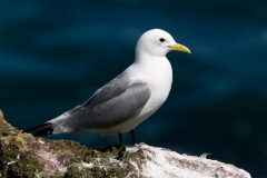 drieteenmeeuw_HBN3617