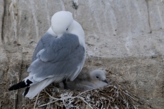 drieteenmeeuw_HBN6053
