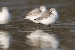 drieeen strandloper_HBN6739