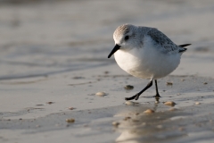 drieeen strandloper_HBN6743