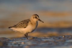 drieteenstrandloper_HBO9066