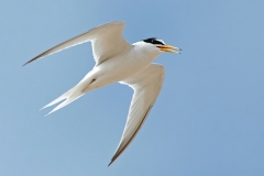 dwergstern
