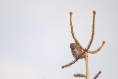 Dwerguil_HB74281