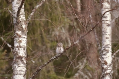 Dwerguil_HB74304