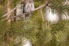 Dwerguil_HB74811