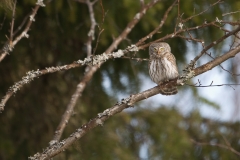 Dwerguil_HBN2273