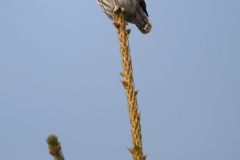 Dwerguil_HBN2291