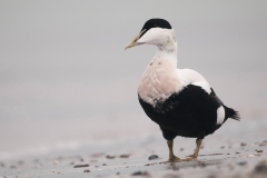 Edredone; Common Eider; Somateria mollissima