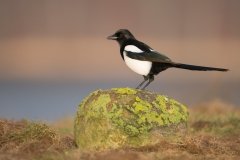 Ekster; Common Magpie; Pica pica