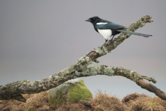 Ekster; Common Magpie; Pica pica