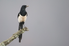 Ekster; Common Magpie; Pica pica
