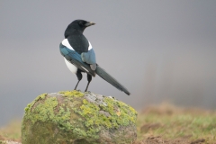 Ekster; Common Magpie; Pica pica