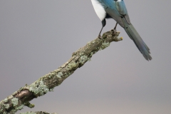 Ekster; Common Magpie; Pica pica
