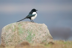 Ekster; Common Magpie; Pica pica