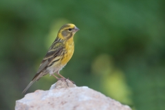 Europese Kanarie; Serinus serinus; European Serin; Girlitz; Serin cini