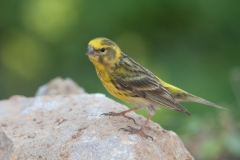 Europese Kanarie; Serinus serinus; European Serin; Girlitz; Serin cini