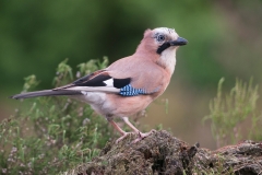 Gaai; Jay; Garrulus glandarius
