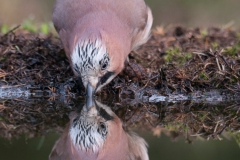 Gaai; Jay; Garrulus glandarius