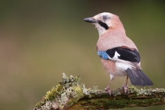 Gaai; Jay; Garrulus glandarius