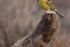 Geelgors; Yellowhammer; Emberiza citrinella