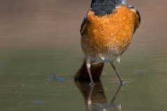 Gekraagde Roodstaart;Common Redstart;Phoenicurus Phoenicurus
