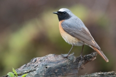 Gekraagde Roodstaart;Common Redstart;Phoenicurus Phoenicurus