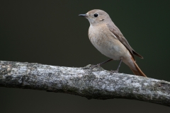 Gekraagde Roodstaart;Common Redstart;Phoenicurus Phoenicurus