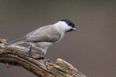Glanskop;-Marsh-Tit;-Parus-palustris-_HB59267-kopiëren