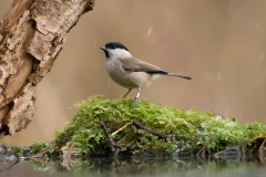 glanskop_HBN7747