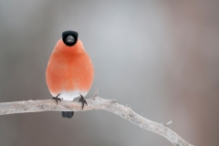 Goudvink; Bullfinch, Pyrrhula pyrrhula