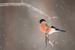 Goudvink; Bullfinch, Pyrrhula pyrrhula