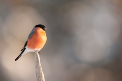 Goudvink; Bullfinch, Pyrrhula pyrrhula