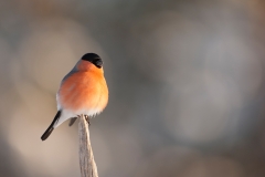 Goudvink; Bullfinch, Pyrrhula pyrrhula