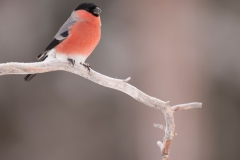 Goudvink; Bullfinch, Pyrrhula pyrrhula
