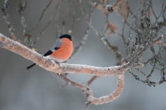 Goudvink; Bullfinch, Pyrrhula pyrrhula