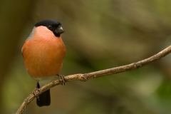 Goudvink_HBO2652
