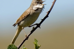 Grasmus
