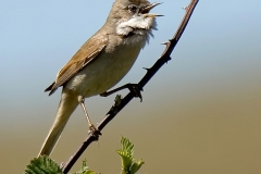 grasmus-2