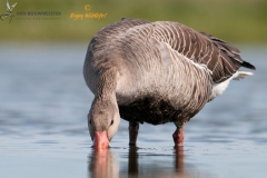 Grauwe gans