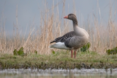 Grauwe gans_HBN2150