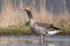 Grauwe gans_HBN2338