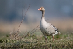 Grauwe gans_HBN2340